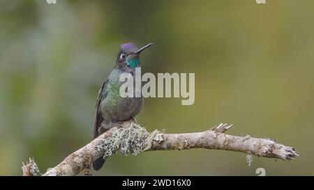 a talamanca hummingbird and its brightly colored throat Stock Photo