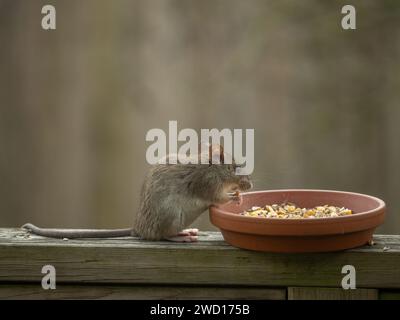 greyish brown colored black ship rat (Rattus rattus) sitting on a wooden railing eating the seeds from a birds feeder Stock Photo