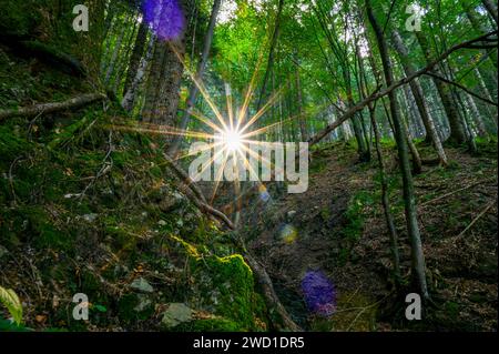 Sonne im Wald Stock Photo