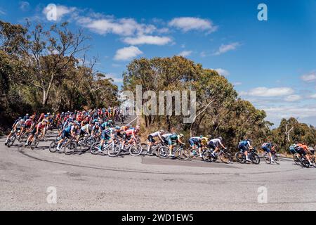 Adelaide, Australia. 18th Jan, 2024. Picture by Zac Williams/SWpix.com - 18/01/2024 - Cycling - 2024 Tour Down Under - Stage 3: Tea Tree Gully to Cambelltown (145.3km) - The peloton during Stage 3. Credit: SWpix/Alamy Live News Stock Photo