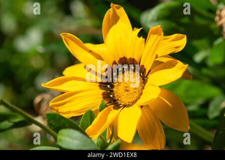 A giant yellow daisy, with large petals and open to the sun Stock Photo