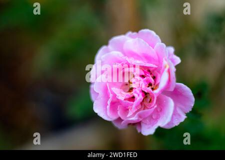 The rose blooms in the morning sun in the beautiful garden. Beautiful roses shimmering in the morning sun. Stock Photo