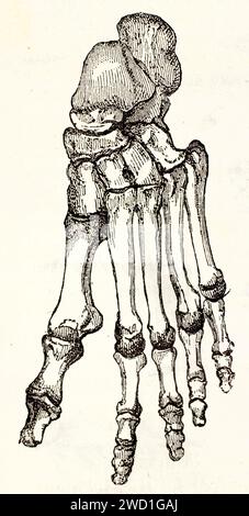 Old engraved illustration of human foot bones. By unknown author, published on Brehm, Les Mammifers, Baillière et fils, Paris, 1878 Stock Photo