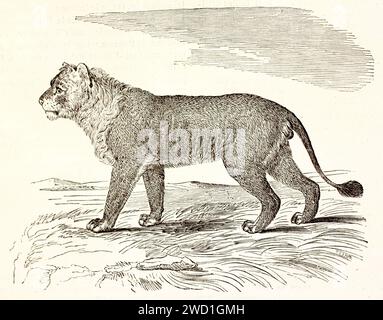 Old engraved illustration of a maneless lion. By unknown aurhor, published on Brehm, Les Mammifers, Baillière et fils, Paris, 1878 Stock Photo