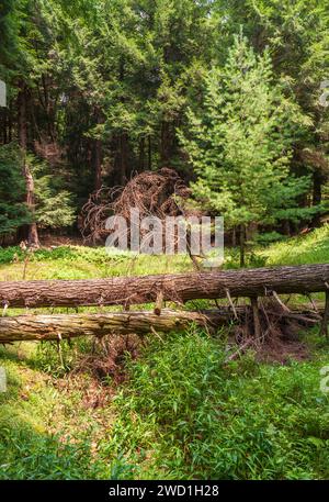 Cook Forest State Park and Clarion River Lands in scenic northwestern Pennsylvania, USA Stock Photo