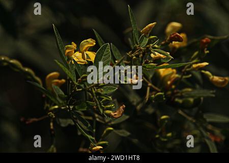 Pigeon peas, also known as green tuvar, tuwar, gandules or Cajanus cajun, are a short-lived perennial legume that thrives in the tropics Stock Photo