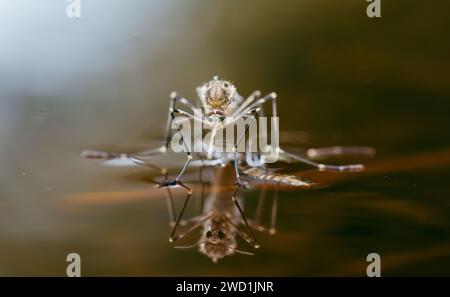 A mosquito on shiny water surface Stock Photo