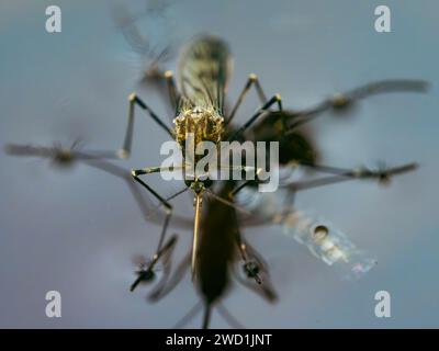 A mosquito on shiny water surface Stock Photo