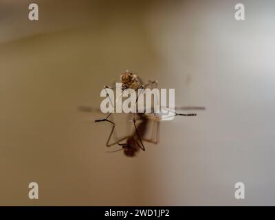 A mosquito on shiny water surface Stock Photo