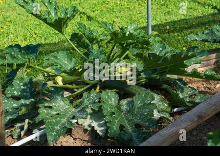 zucchini grows in the vegetable garden with beautiful flowers and fruits Stock Photo