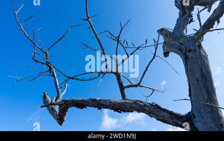 dead tree branches against a blue sky Stock Photo