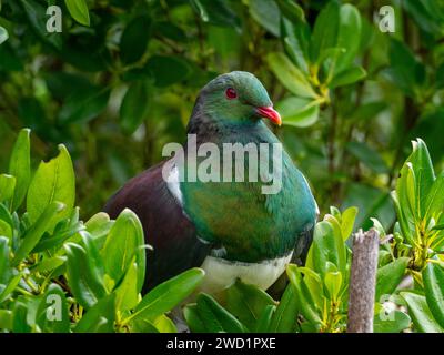 New Zealand Pigeon, Hemiphaga novaeseelandiae, on Tiritirmatangi, New Zealand Stock Photo