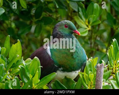 New Zealand Pigeon, Hemiphaga novaeseelandiae, on Tiritirmatangi, New Zealand Stock Photo