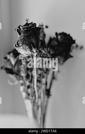 Black and white filmlike high contrast image of dried roses and lavender Stock Photo