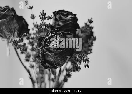Black and white filmlike high contrast image of dried roses and lavender Stock Photo