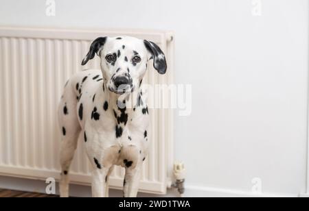 A Dalmatian dog standing indoors looking towards camera Stock Photo