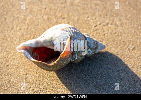 Buccinum undatum, the common whelk or the waved buccinum, is a large, edible marine gastropod in the family Buccinidae Stock Photo
