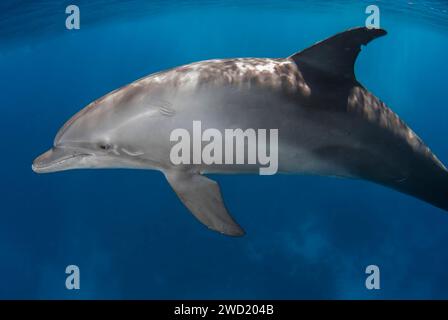 A solitary Indo-Pacific bottlenose dolphin (Tursiops aduncus) gracefully navigates the tranquil blue waters, showcasing its sleek profile and calm dem Stock Photo