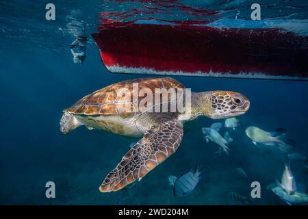 Underwater view capturing a green sea turtle (Chelonia mydas) gracefully swimming near the surface, with a boat's hull overhead and a school of fish i Stock Photo