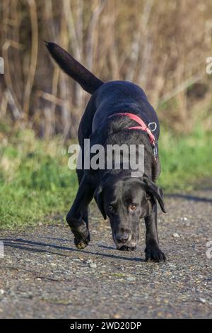 A pet black labrador tail wagging and panting on Chorleywood common ...