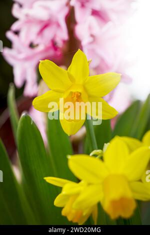 Daffodil and hyacinth spring flowers Stock Photo