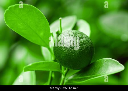 Lime hanging on branch tree with green leaves. Close-up view of green lime fruit on green branches as a backdrop Stock Photo