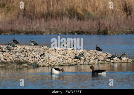 Lapwings Vanellus x2 black and white wetland bird on pebble island green oily sheen on back spiky crest on head winter plumage rounded wings in flight Stock Photo