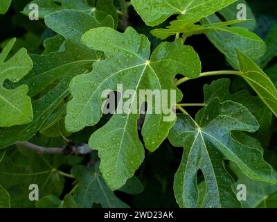 Close Leaf on green wall background with drizzle and morning sunlight. It is called Ficus lyrata or Fiddle-leaf fig. Stock Photo