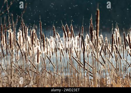 Bulrushes Great reedmace, Typha latifolia, Fluffy white pollen blowing from brown cylindrical flower heads with spiky spire on top winter season UK Stock Photo