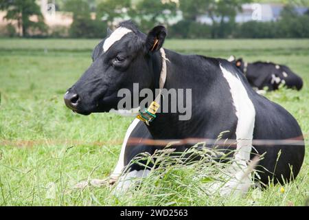 Close-up of Holstein cows lying face down in pasture. Stock Photo