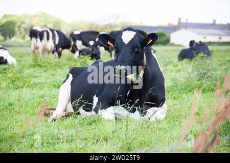 Close-up of Holstein cows lying face down in pasture. Stock Photo