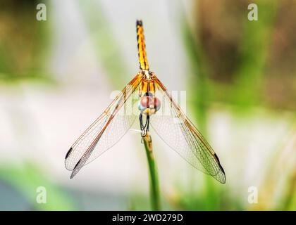 Robber Flie Dragon Fly Moped South Africa Stock Photo