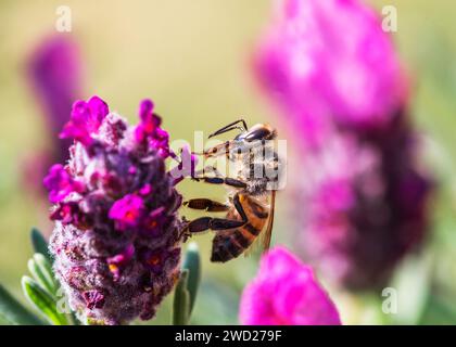 African Honeybees South Africa Stock Photo