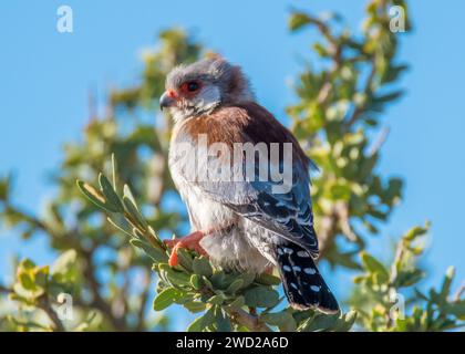 African Pigmy Falcon Namibia Stock Photo