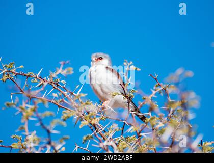 African Pigmy Falcon Namibia Stock Photo