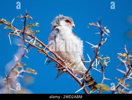 African Pigmy Falcon Namibia Stock Photo