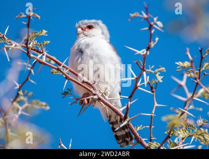 African Pigmy Falcon Namibia Stock Photo