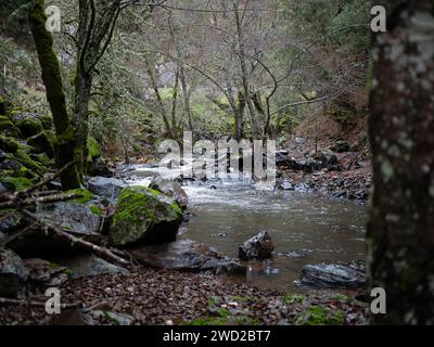 A scenic view of a river flowing through a green forest Stock Photo