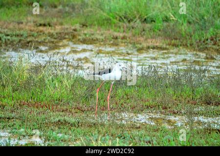 Black-winged stilt (Himantopus himantopus) alarms about nest, mobbing response. Typical habitat of stilt with saltworts in shallow saline water bodies Stock Photo