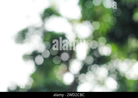Blurry light green background Stock Photo