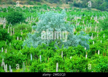 Abandoned vineyard in the foothills, run wild grapes. Silver tree of Russian Olive, Jerusalem Willow (Elaeagnus angustifolia) in the center Stock Photo