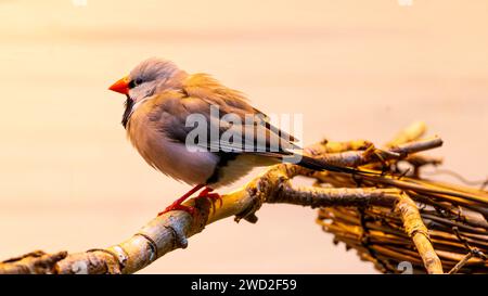 A closeup shot of a long-tailed finch perched on a twig Stock Photo