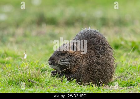 A nutria (Myocastor coypus) walking near water and looking for food (Grado, Italy) Stock Photo