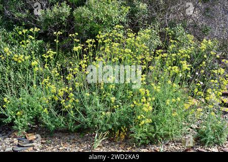 Fringed rue (Ruta chalepensis) is a medicinal perennial herb native to Mediterranean Basin. This photo was taken in Menorca, Balearic Islands, Spain. Stock Photo