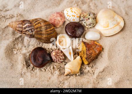 Seashell arrangement on white sand. From tropical Indian ocean, Sri Lanka. Stock Photo