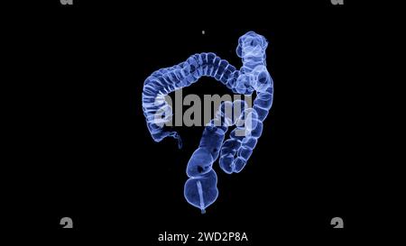 CT colonography , This imaging technique is often employed for colorectal cancer screening, providing detailed images of the colon's interior 3D rende Stock Photo