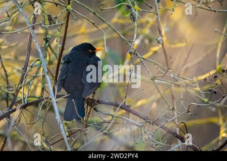 A Blackbird in the wild Stock Photo