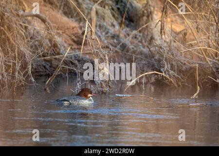 A female Merganser on the water Stock Photo