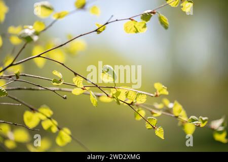 Tender spring young birch leaves on a green background. Stock Photo