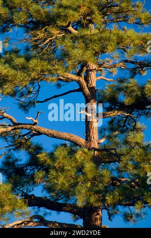 Jeffery pine on Fresno Dome Trail, Sierra Vista National Scenic Byway, Sierra National Forest, California Stock Photo